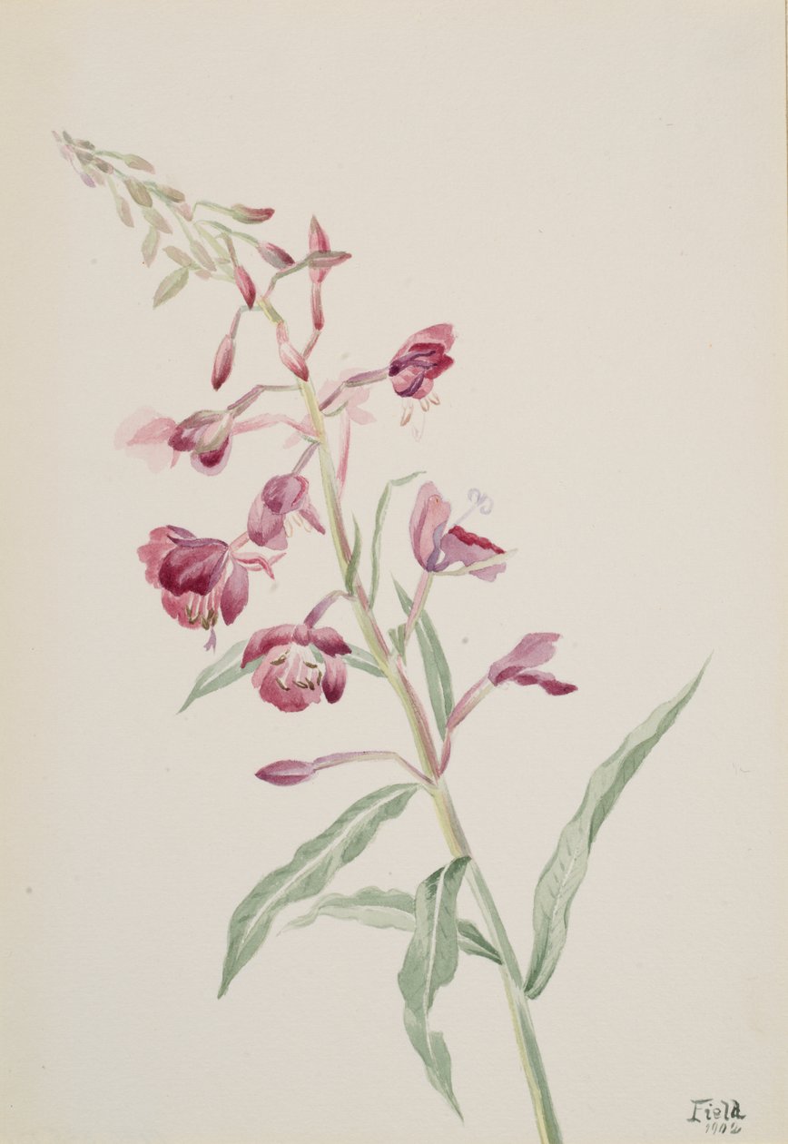 Epilobio angustifolio de Mary Vaux Walcott