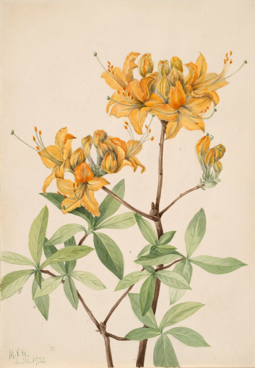 Azalea de Llama Azalea lutea de Mary Vaux Walcott