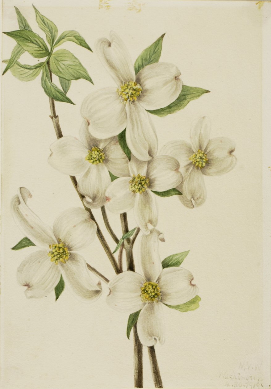 Cornejo de flor (Cornus florida) de Mary Vaux Walcott