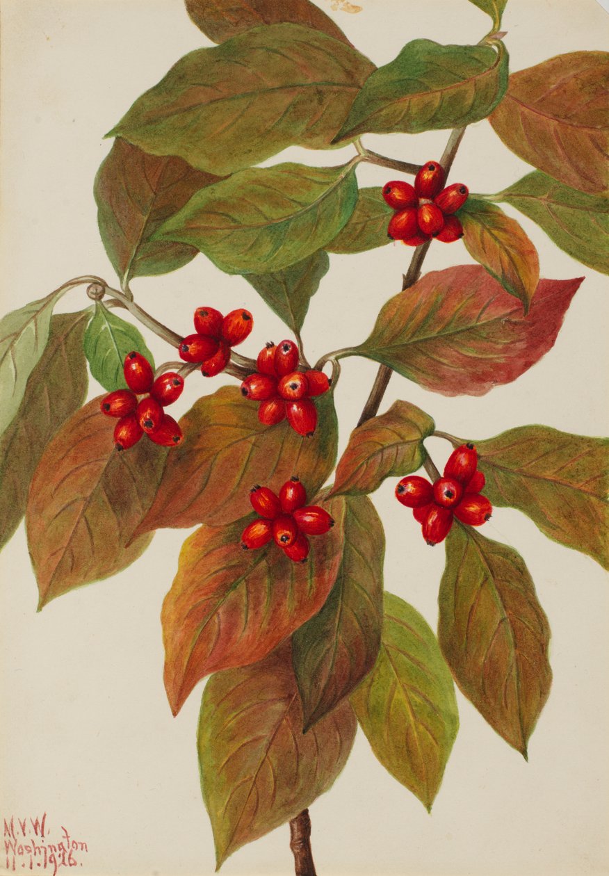 Cornejo en flor Cornus florida de Mary Vaux Walcott