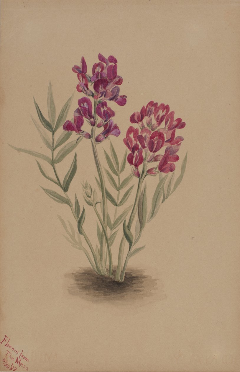 Flores de la Mesa, 1883 de Mary Vaux Walcott