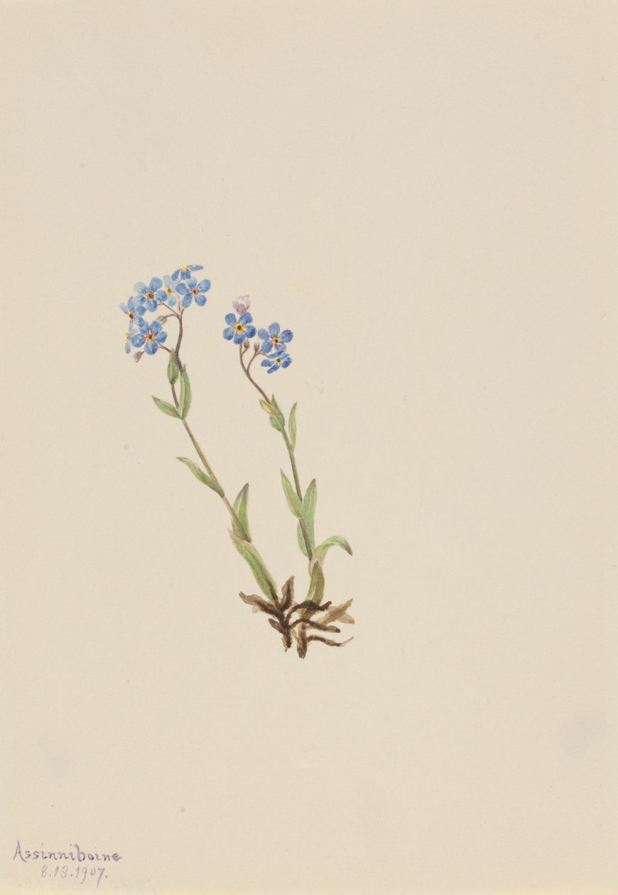 Nomeolvides (Myosotis alpestris) de Mary Vaux Walcott