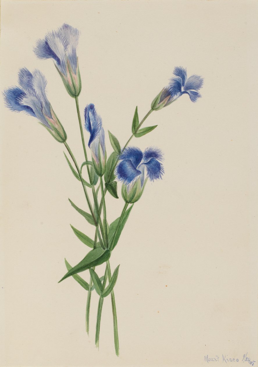 Genciana fringida Gentiana crinita, 1905 de Mary Vaux Walcott