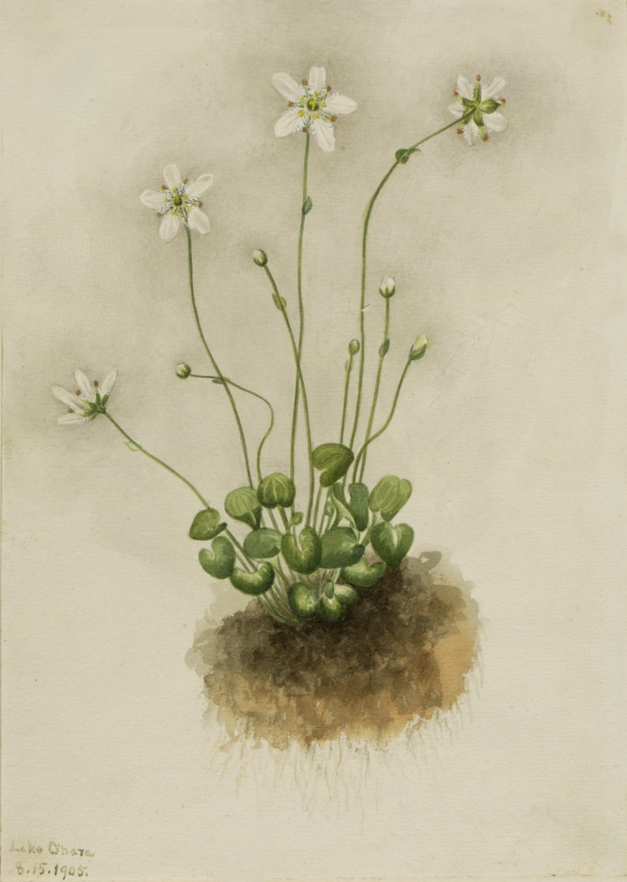 Parnassia fringed Parnassia fimbriata, 1905 de Mary Vaux Walcott