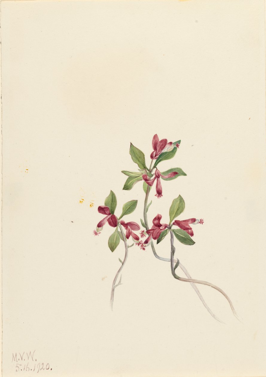 Polígala Fringed Polygala paucifolia de Mary Vaux Walcott