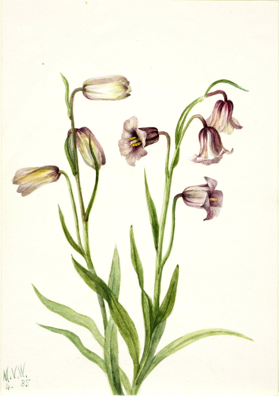 Fritillaria biflora de Mary Vaux Walcott