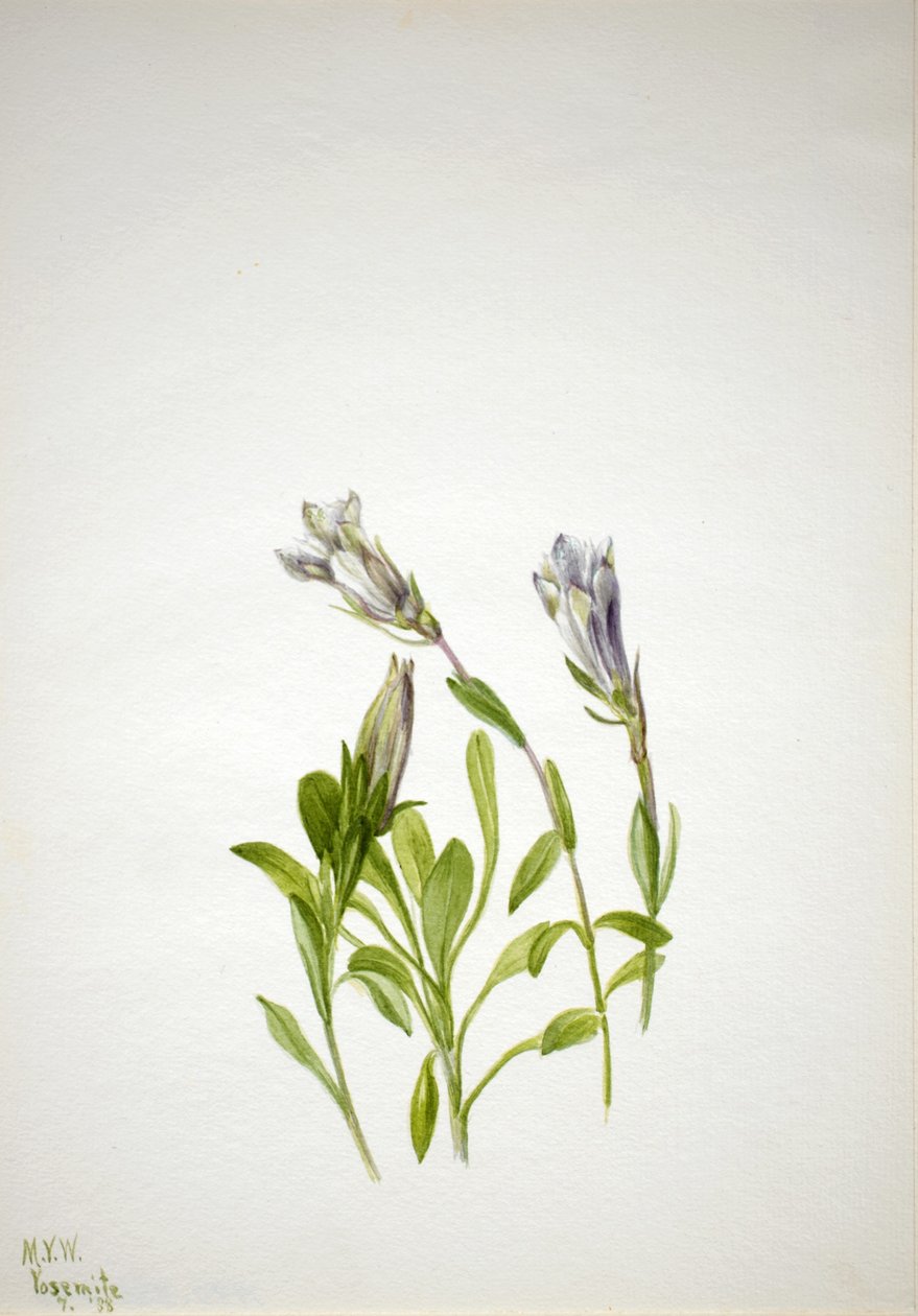 Genciana (Gentiana newberri) de Mary Vaux Walcott