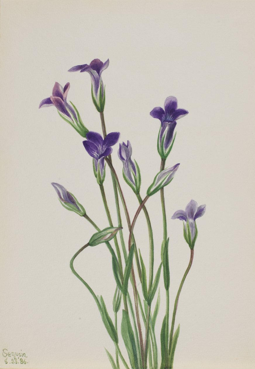 Genciana Gentiana holopetala, 1936 de Mary Vaux Walcott