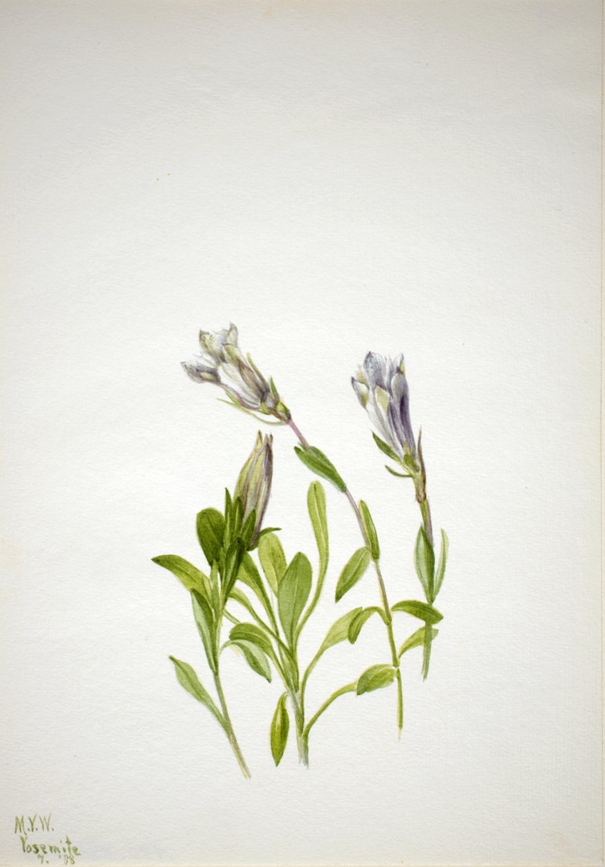 Genciana Gentiana newberri de Mary Vaux Walcott