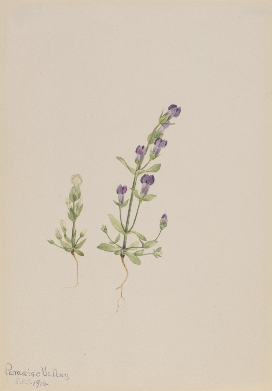 Gentiana propingua, 1916 de Mary Vaux Walcott