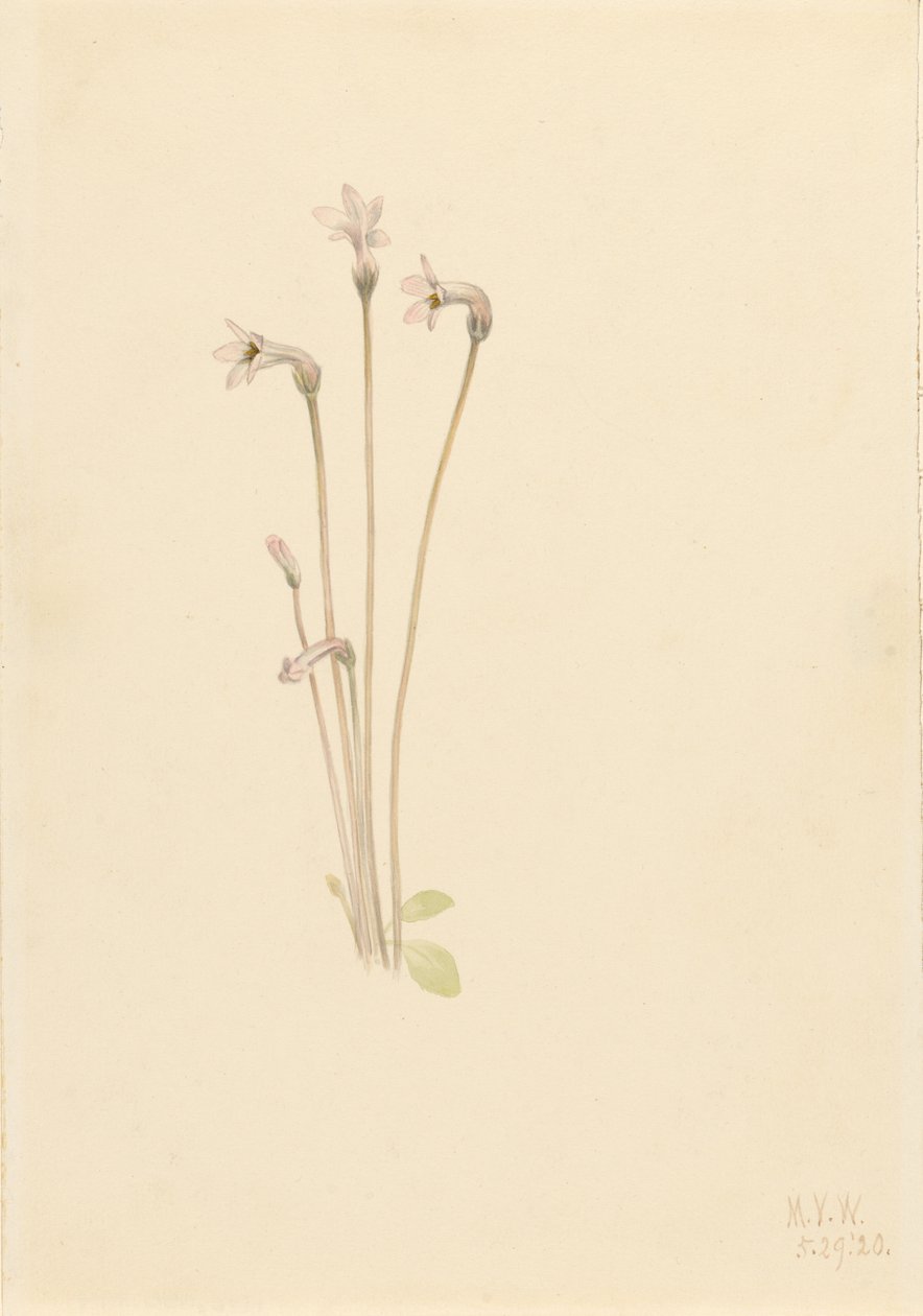 Thalesia uniflora (Thalesia uniflora) de Mary Vaux Walcott