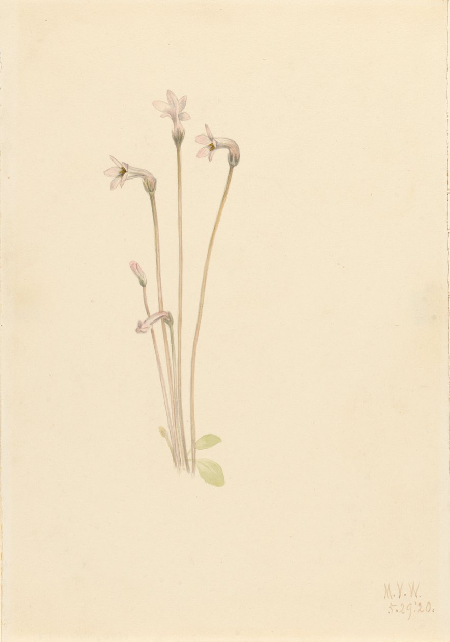Pipa fantasma Thalesia uniflora, 1920 de Mary Vaux Walcott