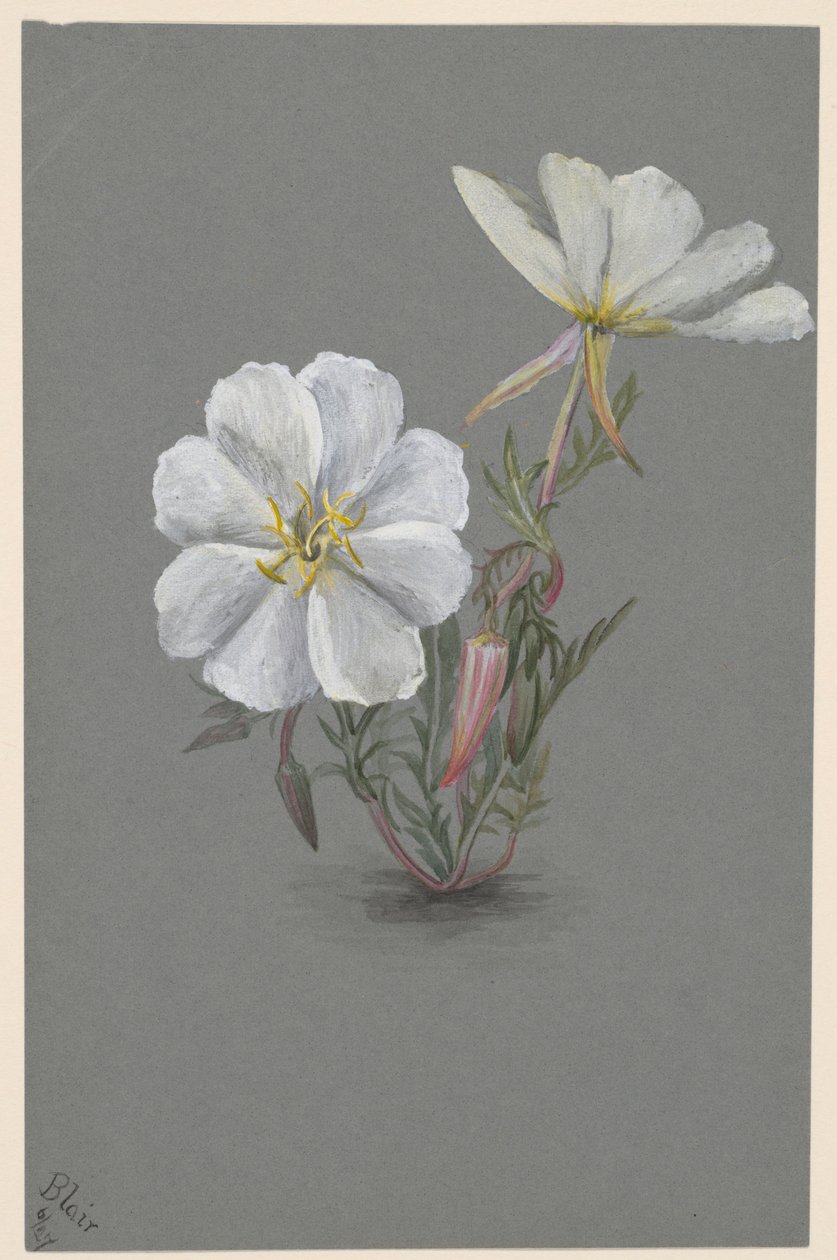 Heléboro gigante (Epipactia gigantea) de Mary Vaux Walcott