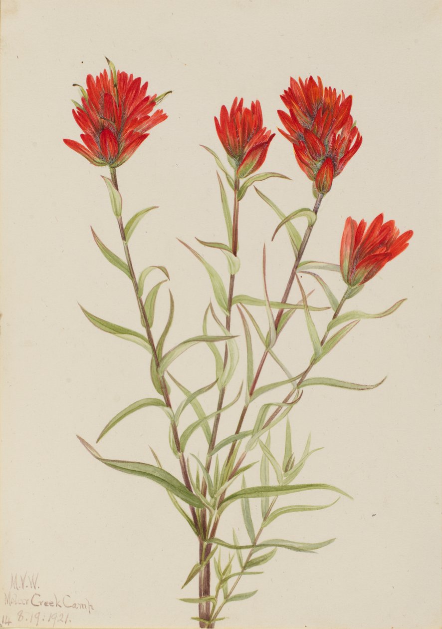 Pincel rojo gigante Castilleja miniata, 1921 de Mary Vaux Walcott