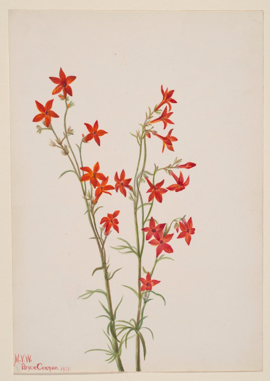 Gilia arizonica de Mary Vaux Walcott