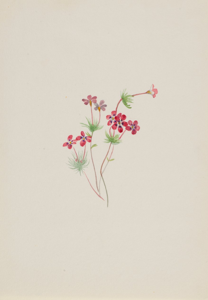 Gilia linanthus parviflorus, ca. 1900-1930 de Mary Vaux Walcott