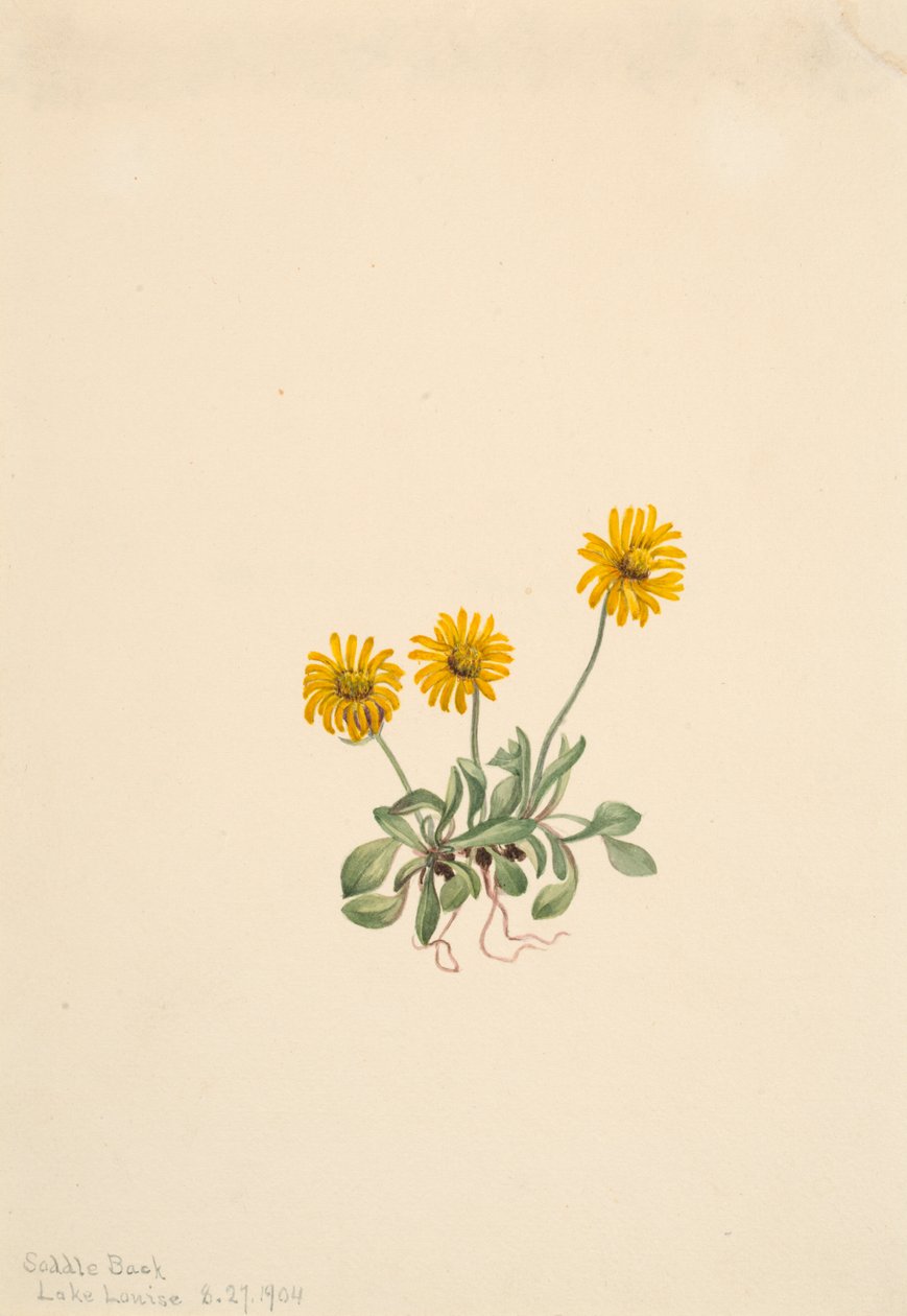 Erigeron dorado, 1904 de Mary Vaux Walcott