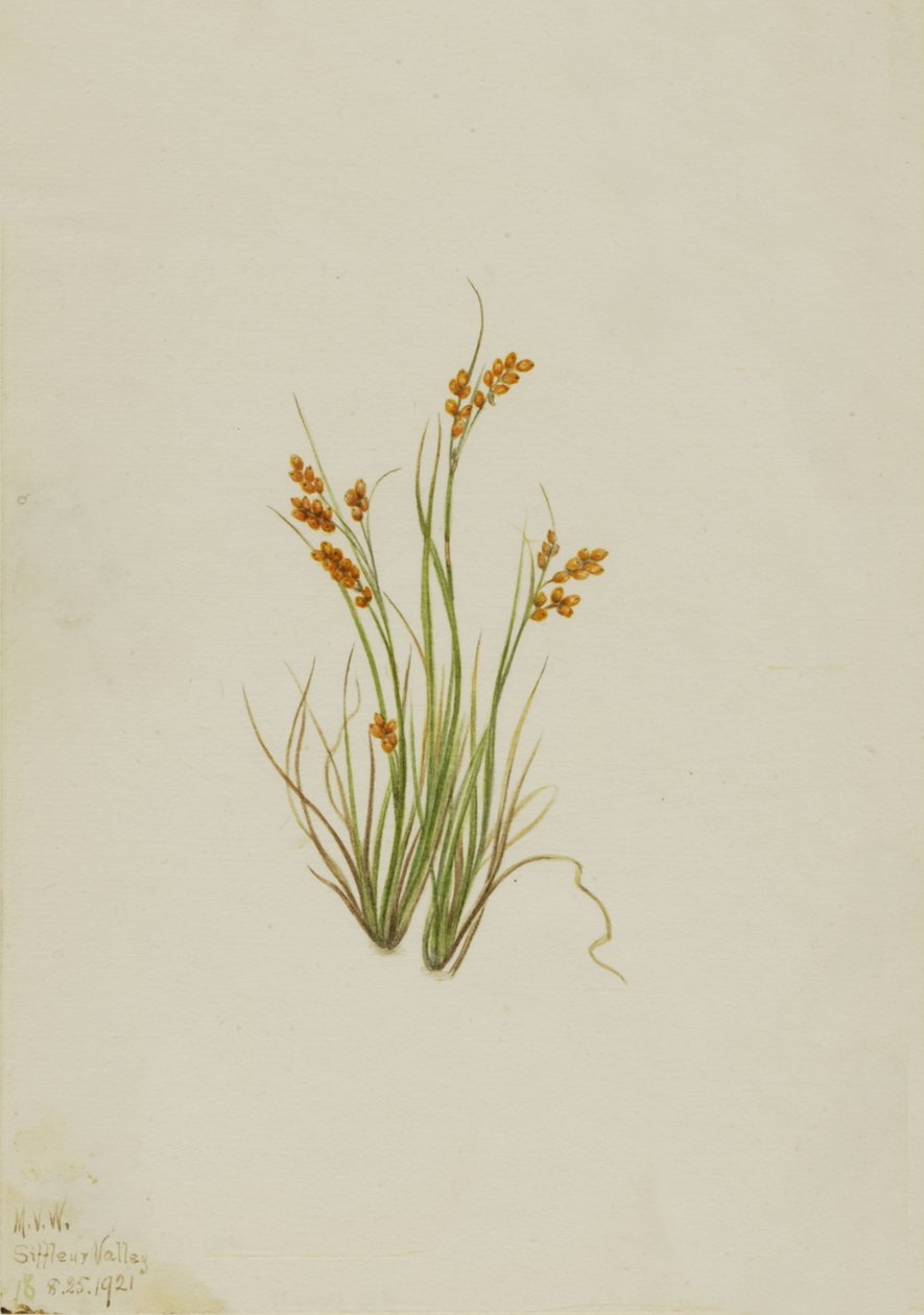 Juncia dorada Carex aurea de Mary Vaux Walcott