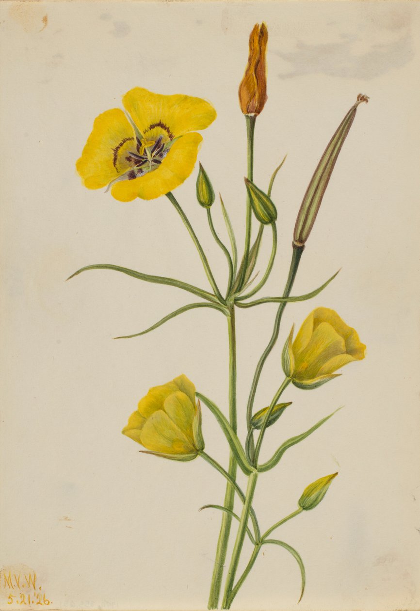 Mariposa dorada (Calochortus claratus) de Mary Vaux Walcott