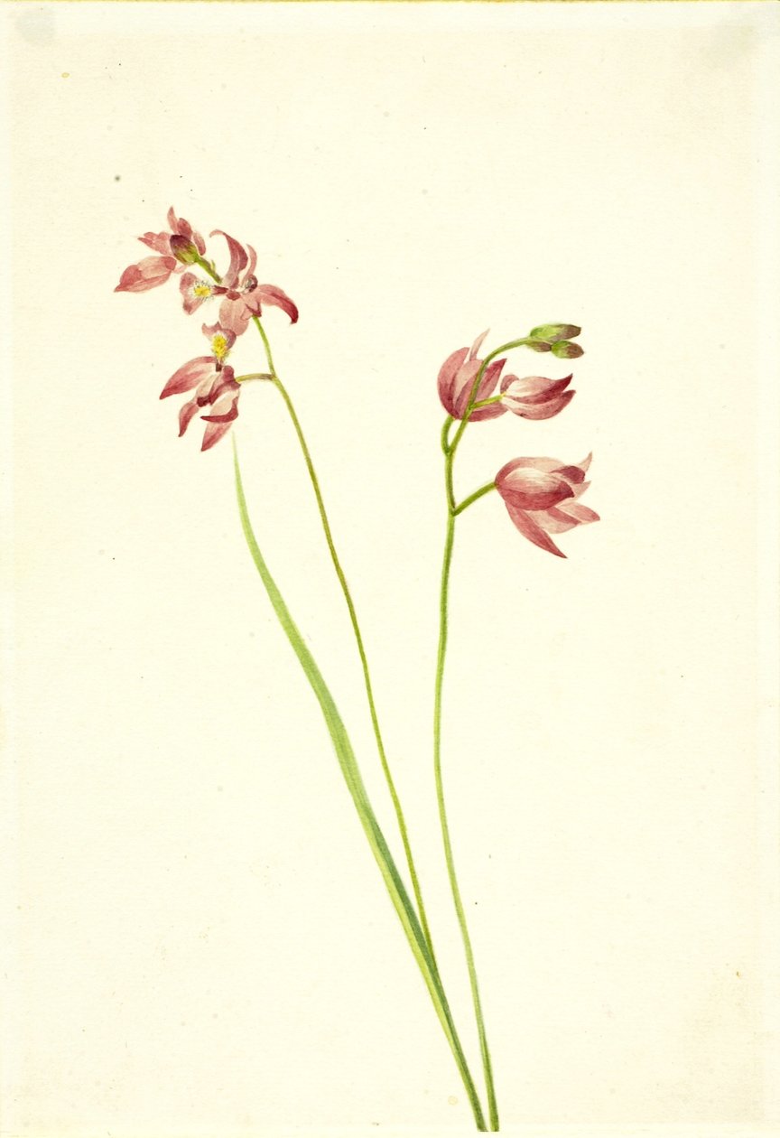 Orquídea rosa hierba (Limodorum tuberosum) de Mary Vaux Walcott