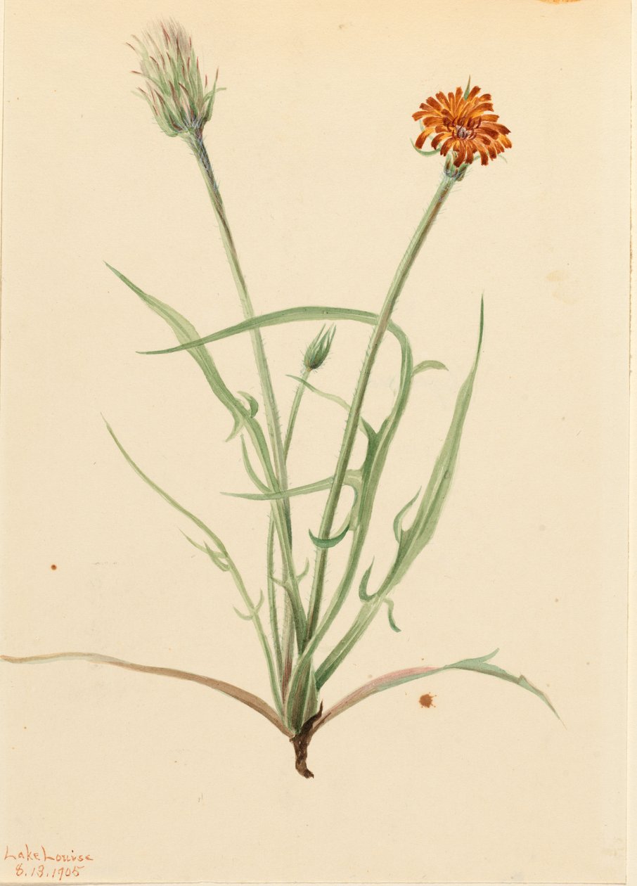 Agoseris graminifolia (Agoseris graminifolia) de Mary Vaux Walcott