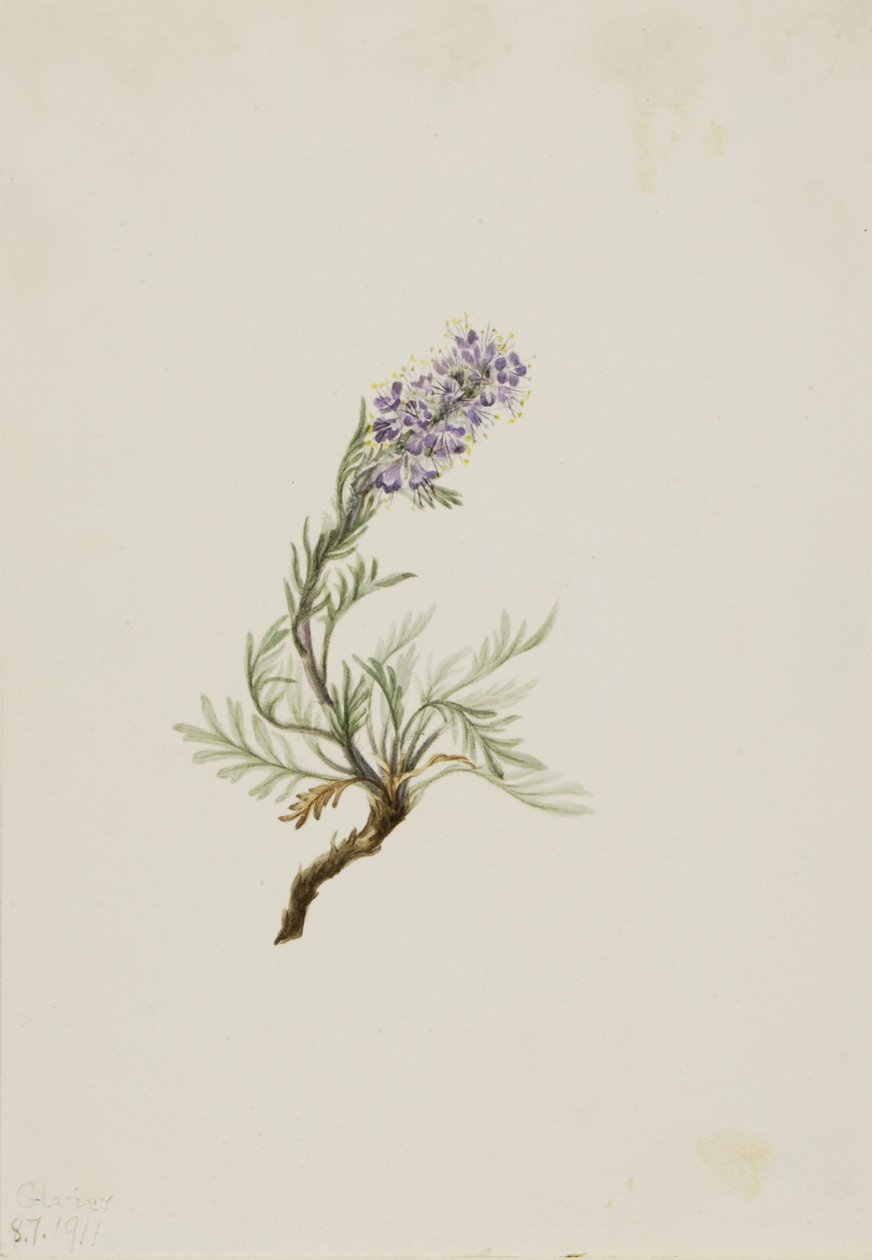 Gray Phacelia (Phacelia sericea) de Mary Vaux Walcott