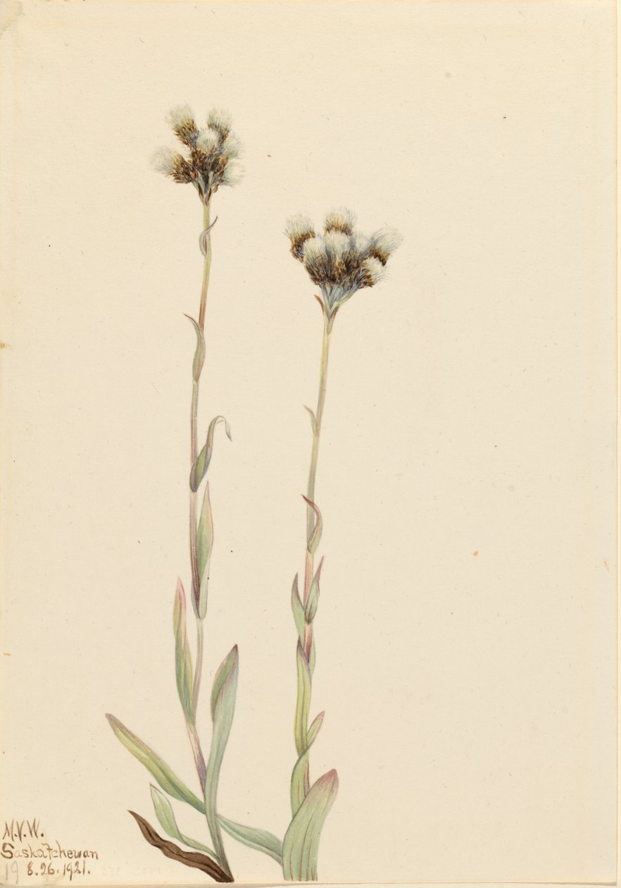 Antennaria gris (Antennaria howellii) de Mary Vaux Walcott