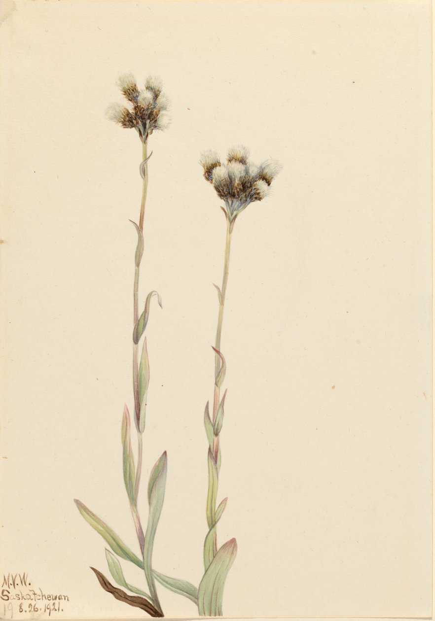 Antennaria howellii de Mary Vaux Walcott