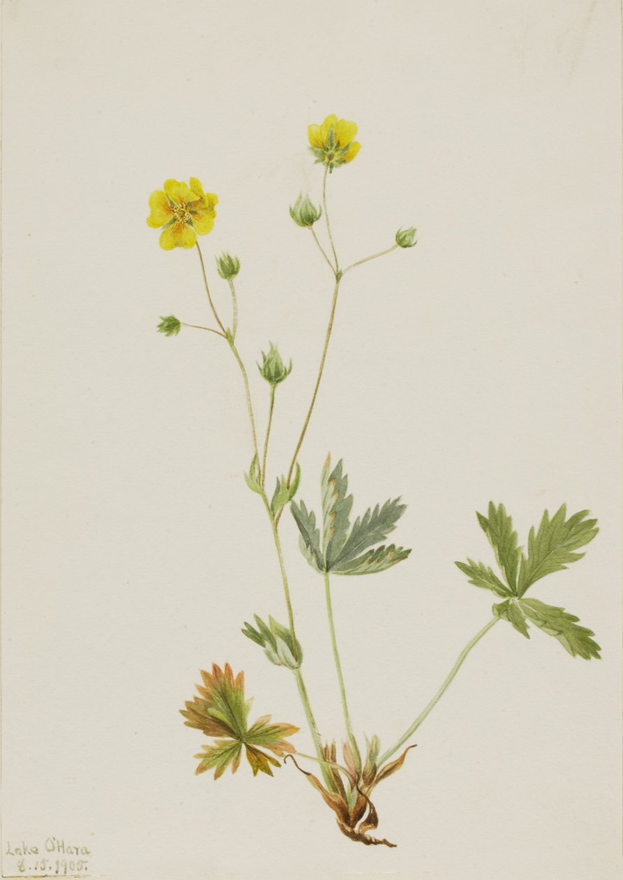 Potentilla glaucophylla (Potentilla glaucophylla) de Mary Vaux Walcott