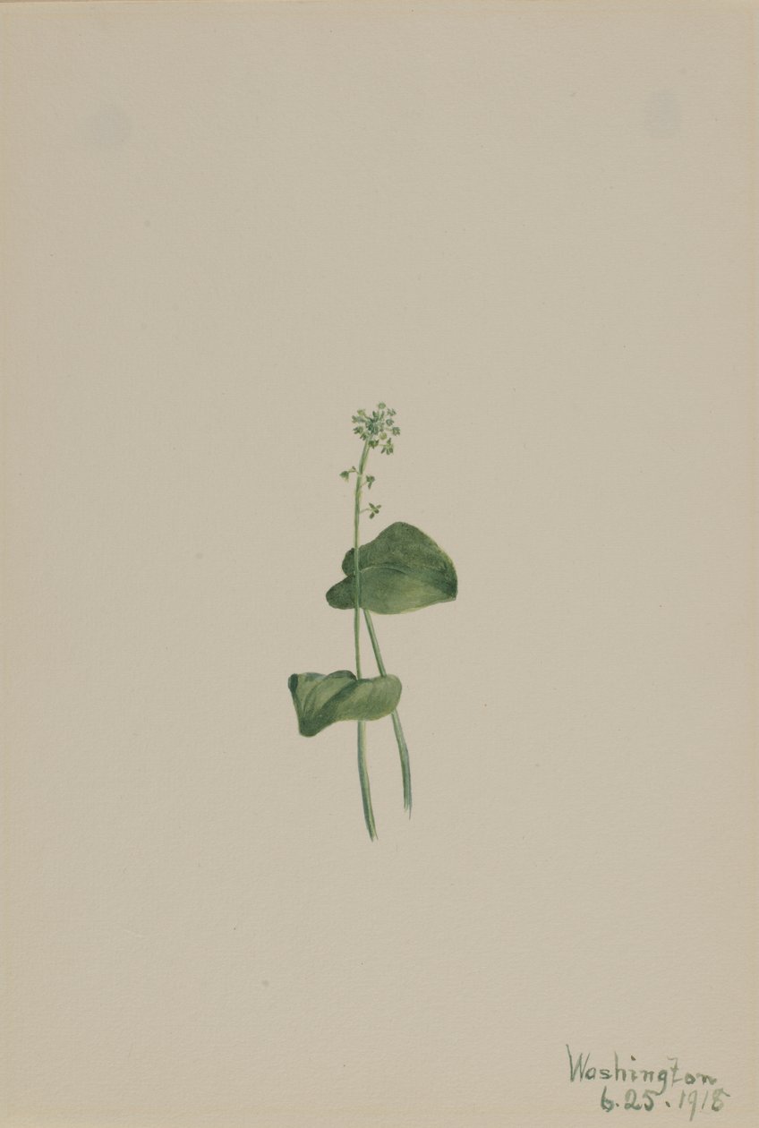 Malaxis unifolia verde, 1918 de Mary Vaux Walcott