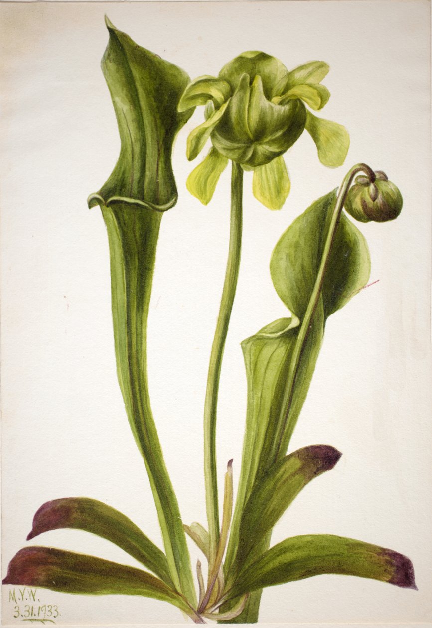 Planta jarra verde Sarracenia orephila, 1933 de Mary Vaux Walcott