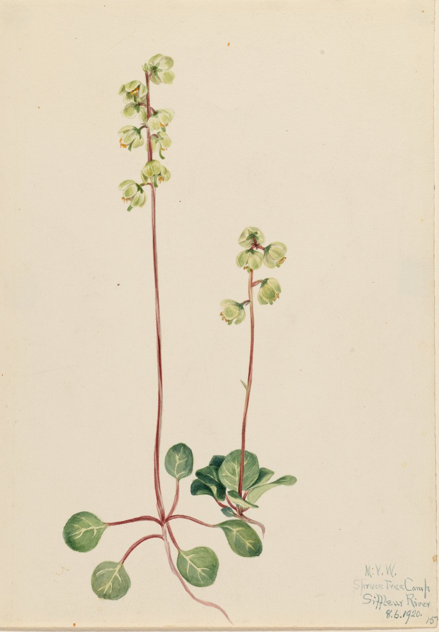 Green Pyrola (Pyrola chlorantha) de Mary Vaux Walcott