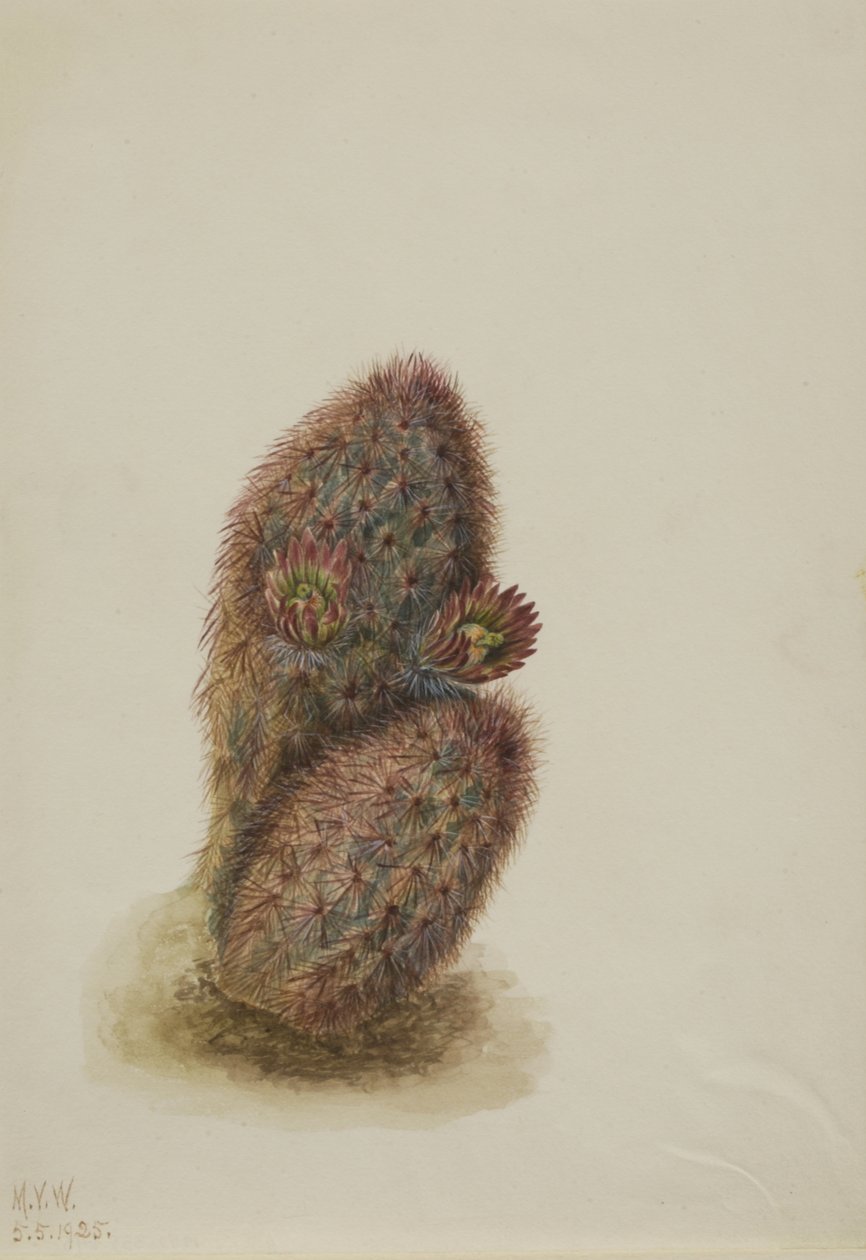 Cactus de fresa verde Echinocereus viridiflorus, 1925 de Mary Vaux Walcott
