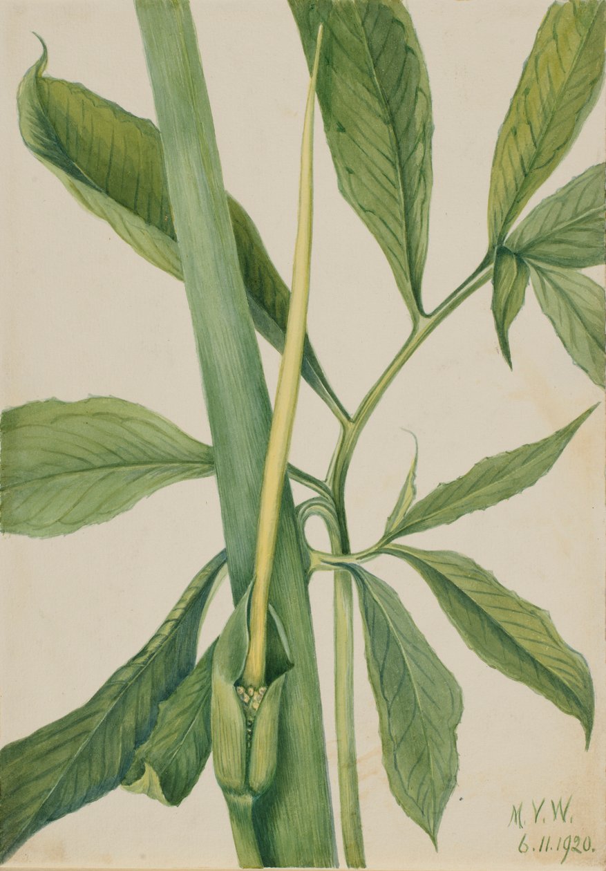 Dragón verde (Arisaema dracontium) de Mary Vaux Walcott