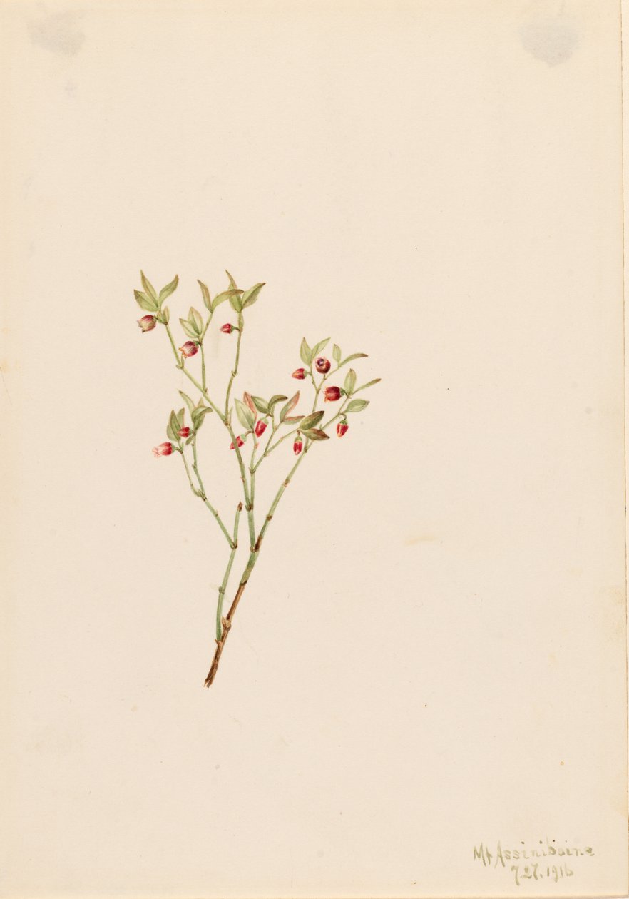 Urogallo (Vaccinum scoparium) de Mary Vaux Walcott