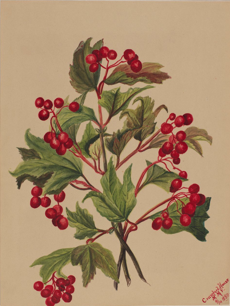 Grouseberry Viburnum americanum, 1880 de Mary Vaux Walcott