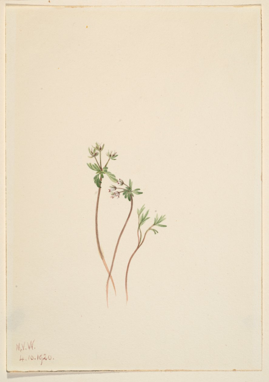 Heraldo de primavera (Erigenia bulbosa) de Mary Vaux Walcott