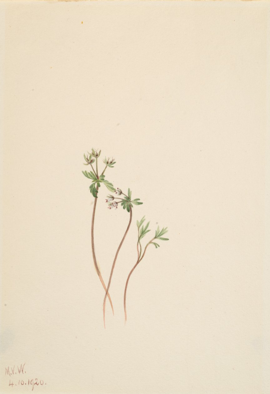 Presagio de primavera Erigenia bulbosa de Mary Vaux Walcott