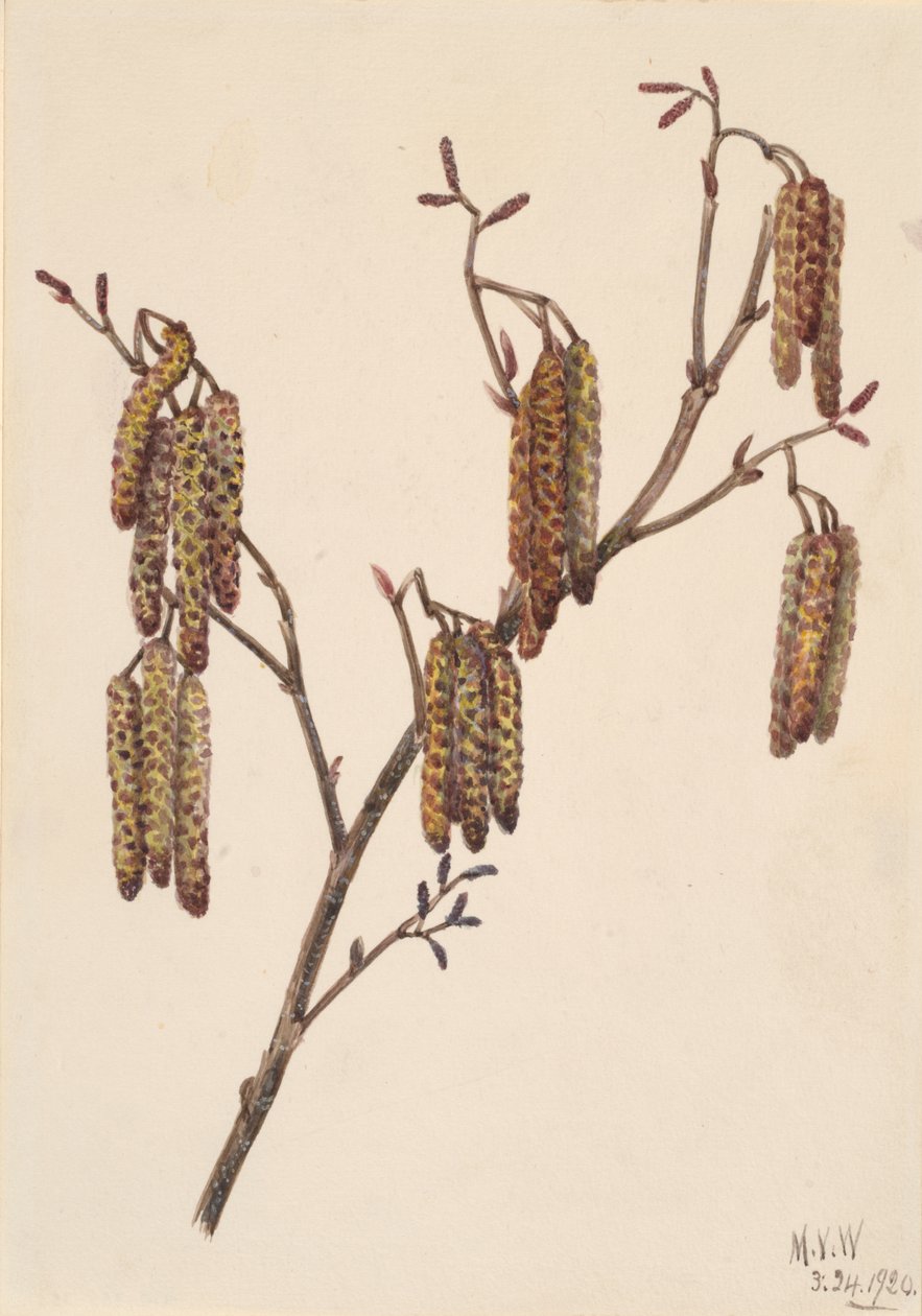 Alnus rugosa, 1920 de Mary Vaux Walcott