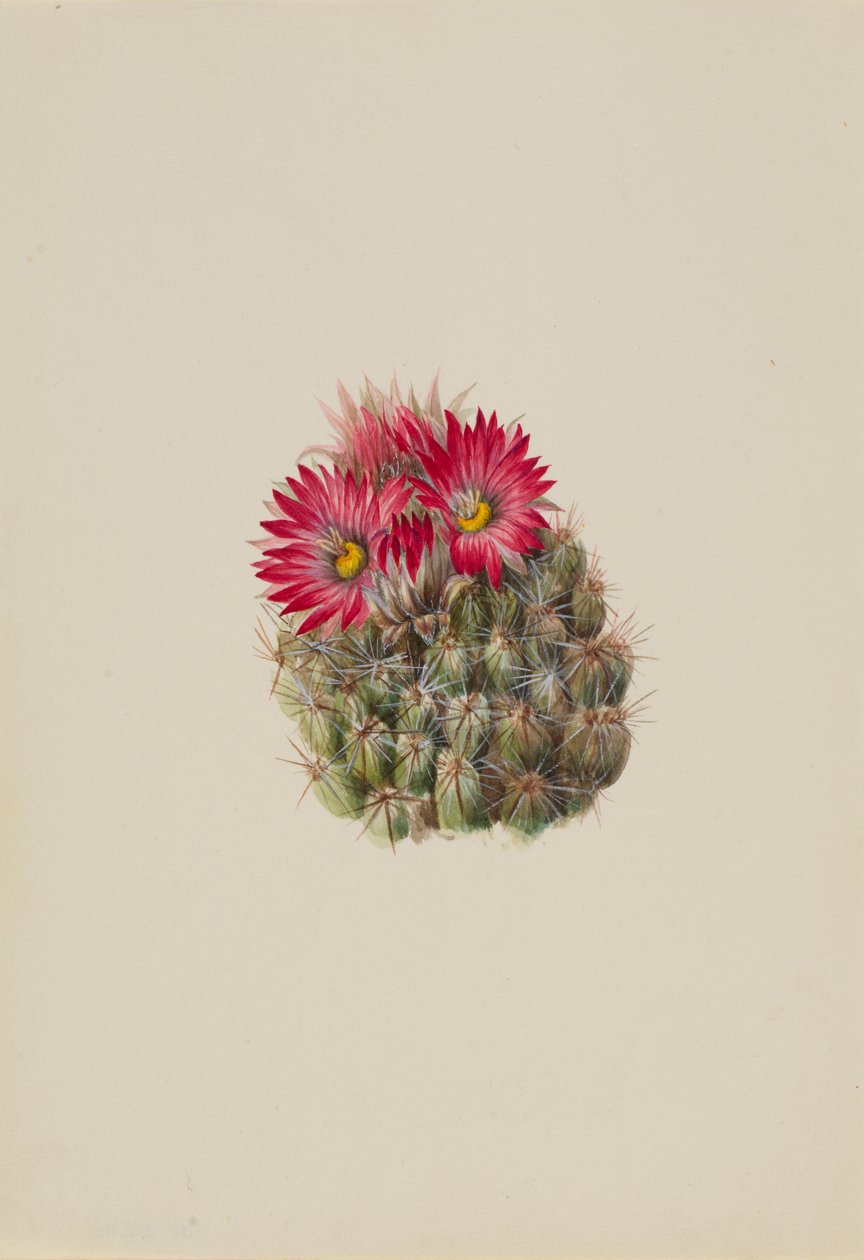 Cactus erizo (Coryphantha arizonica) de Mary Vaux Walcott