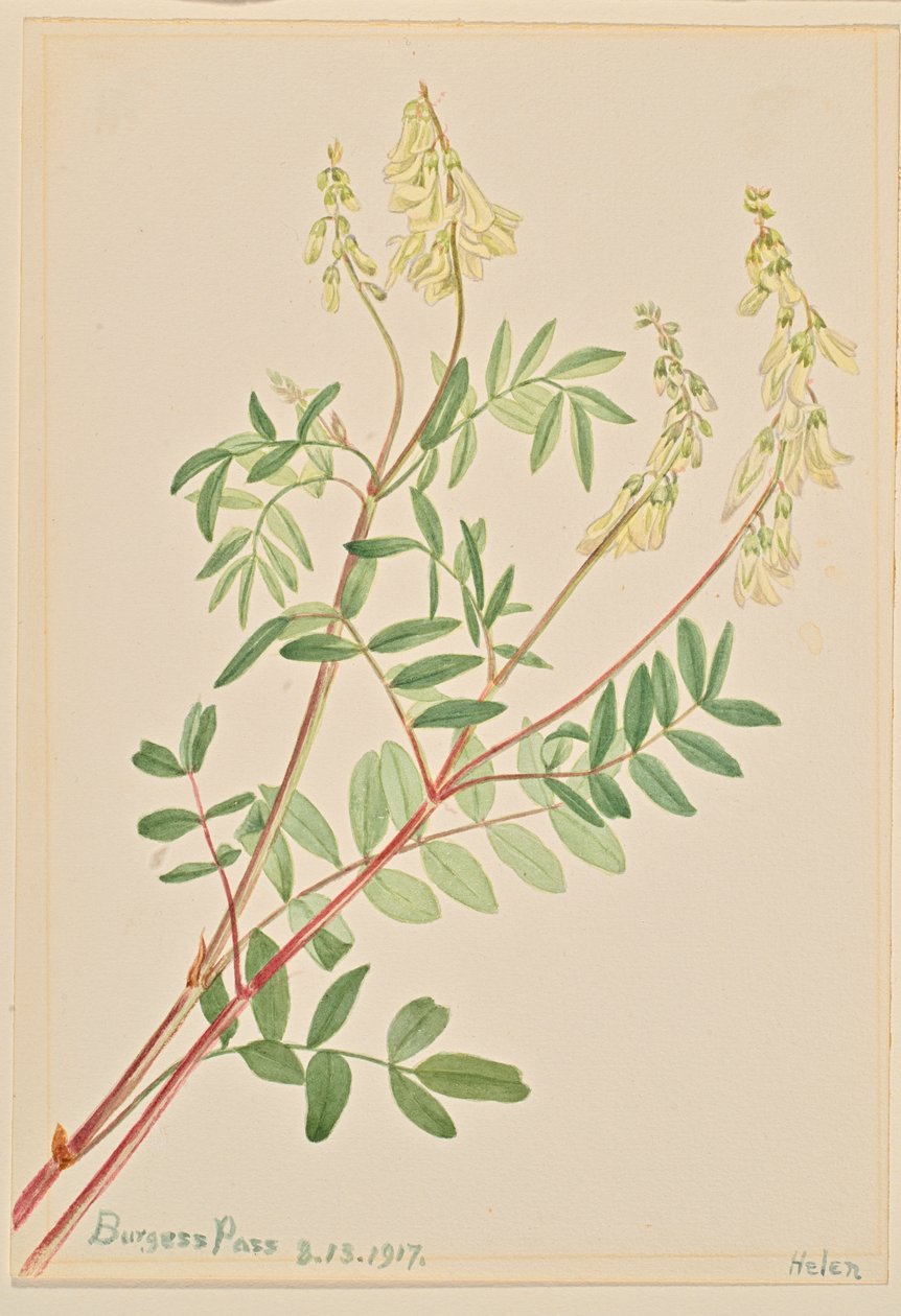 Hedysarum sulphurescens, 1917 de Mary Vaux Walcott