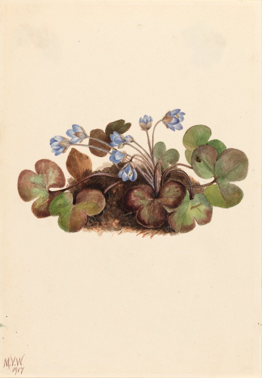 Hepática Hepatica americana de Mary Vaux Walcott