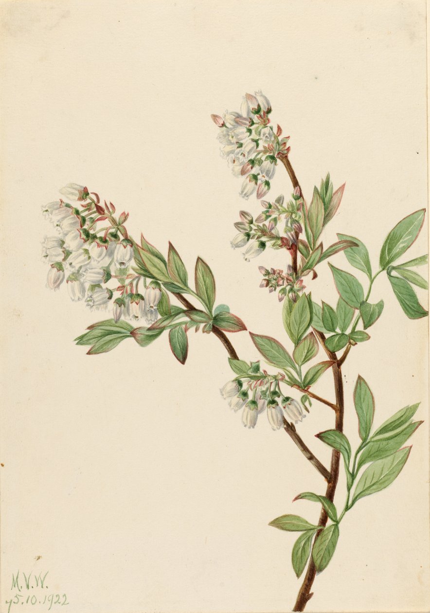 Arándano rojo (Vaccinium corymbosum) de Mary Vaux Walcott