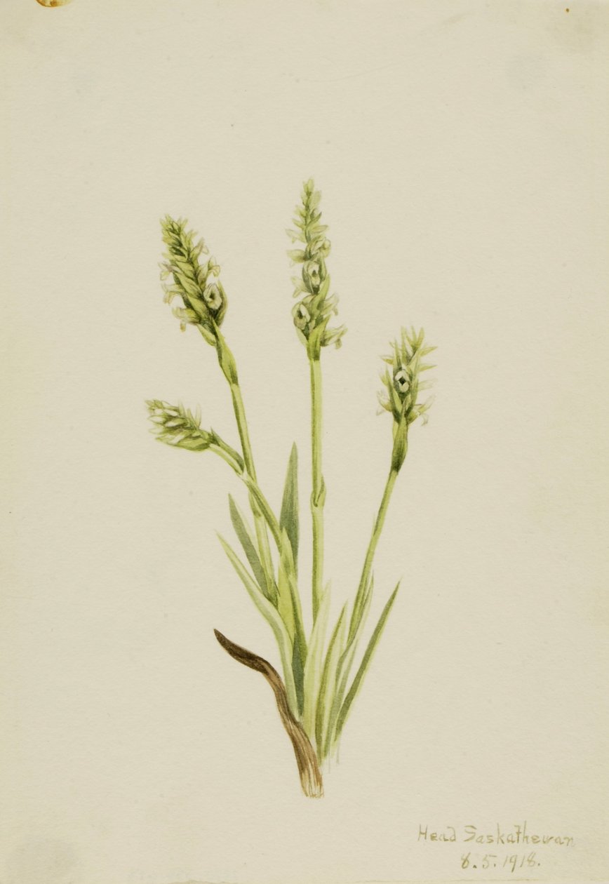 Lirio de las Indias (Ibidium strictum) de Mary Vaux Walcott