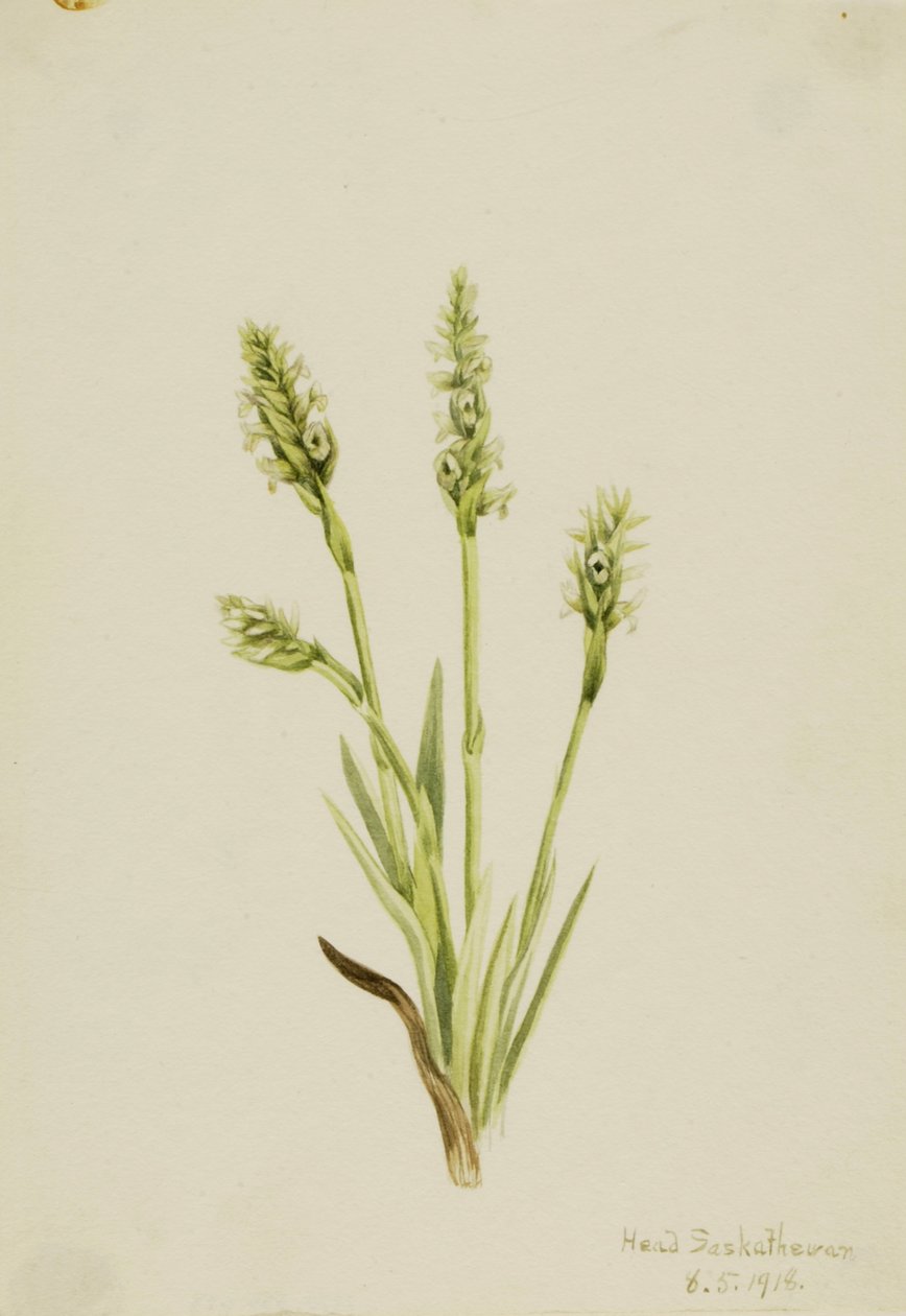 Hooded Ladies-Tresses Ibidium strictum de Mary Vaux Walcott