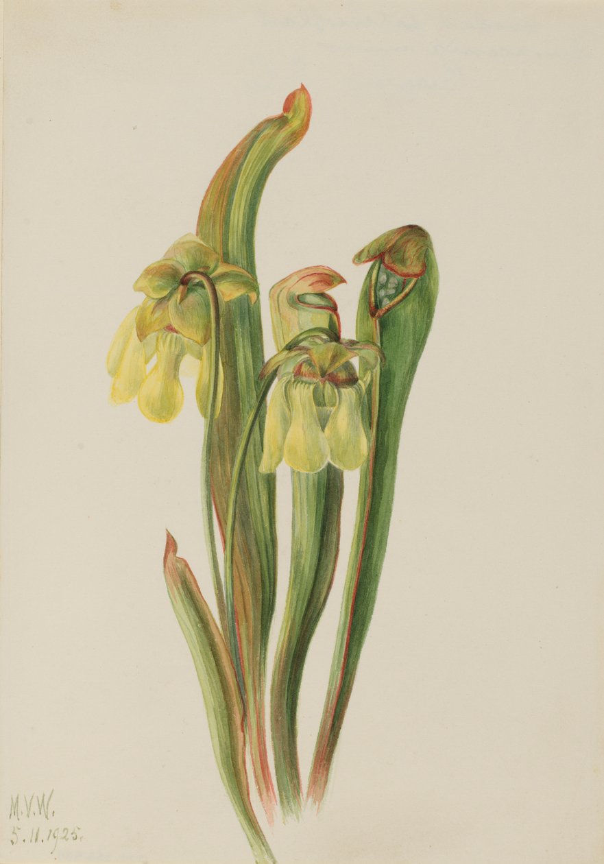 Sarracenia menor (Sarracenia minor) de Mary Vaux Walcott
