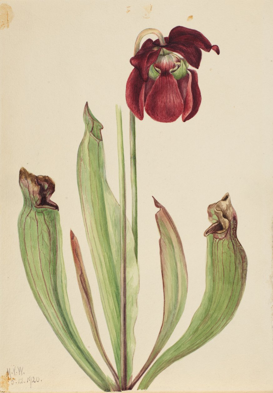 Planta jarrera híbrida (Sarracenia rubra xs purpurea venosa) de Mary Vaux Walcott