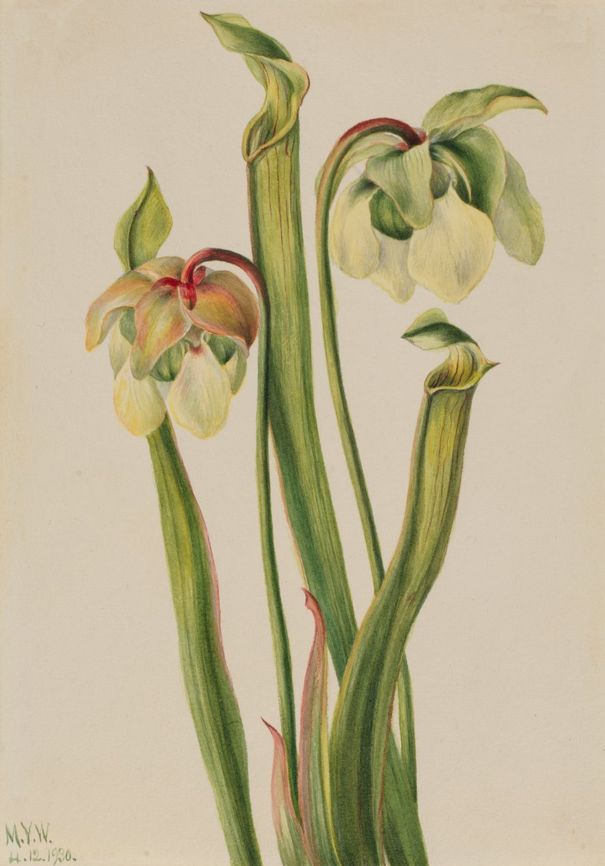 Planta jarra híbrida Sarracenia minor, 1930 de Mary Vaux Walcott