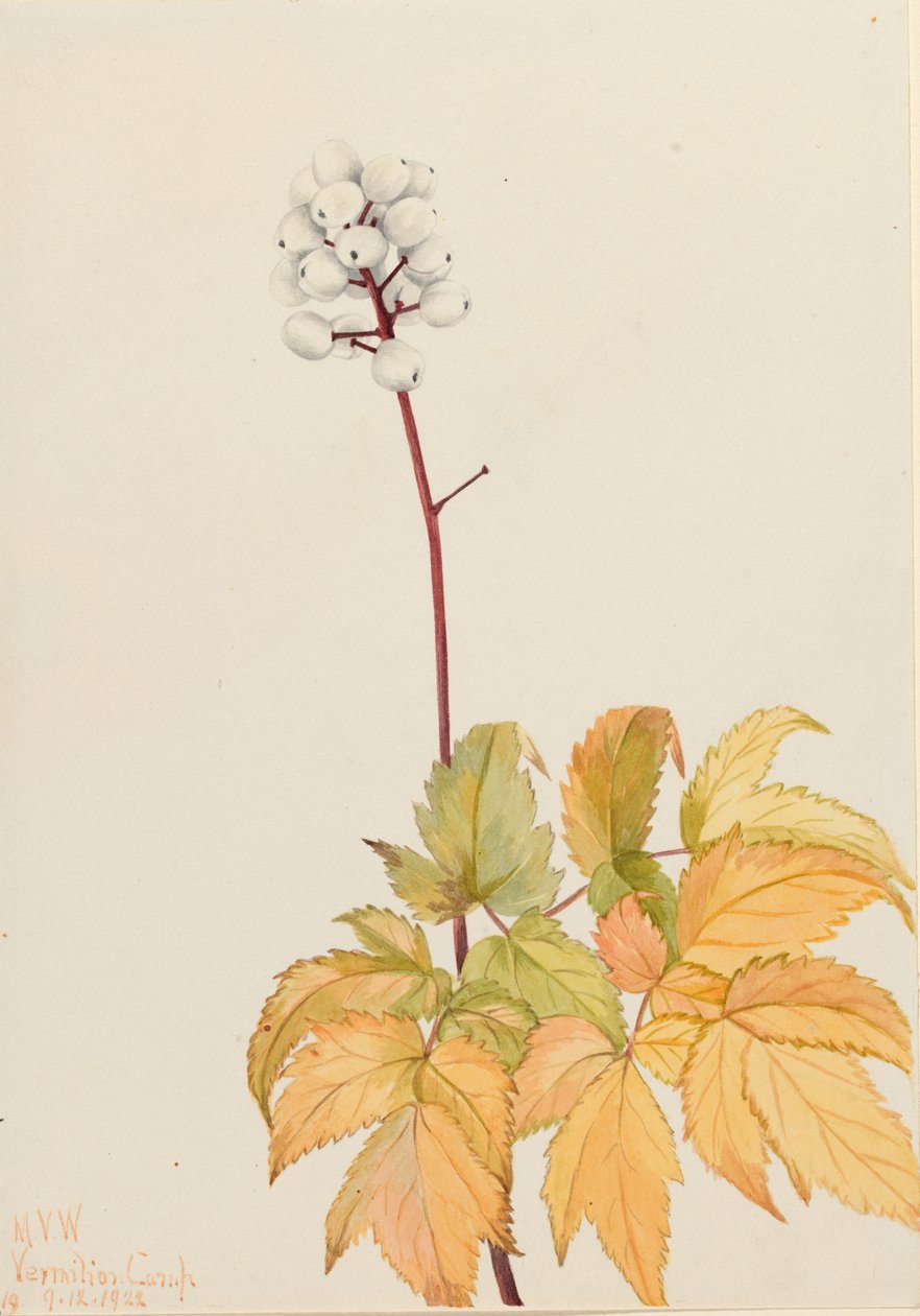 Arándano marfil (Actaea arguta) de Mary Vaux Walcott