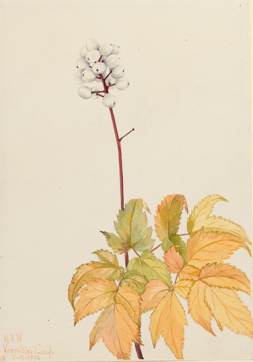 Baneberry de marfil Actaea arguta, 1922 de Mary Vaux Walcott